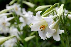 Lilium Plant