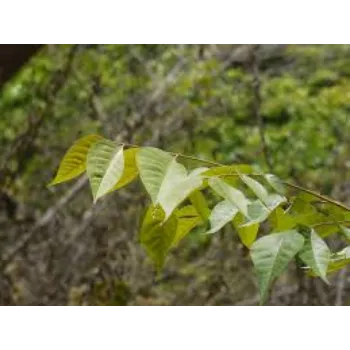 Mahogany Plant