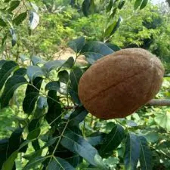 Natural Mahogany  Plant