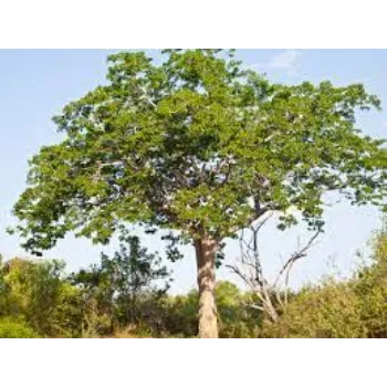 Natural Mahogany Plant