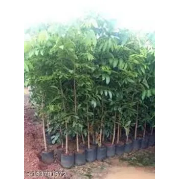 Organic Mahogany  Plants