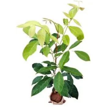 Fresh Mahogany  Plant