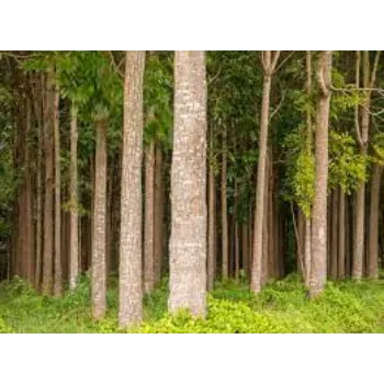 Common Mahogany Plants