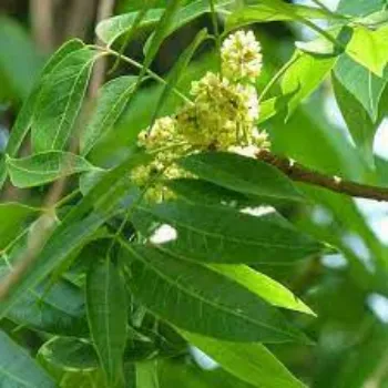 Natural Mahogany Plant