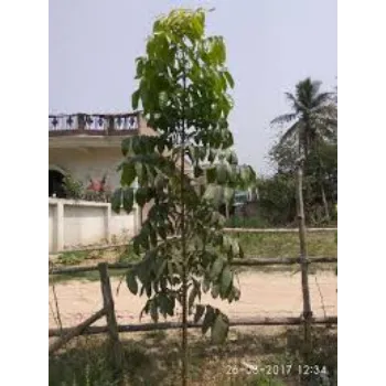 Natural Mahogany  Plant