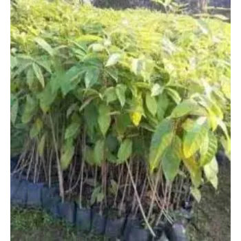 Natural Mahogany Plants