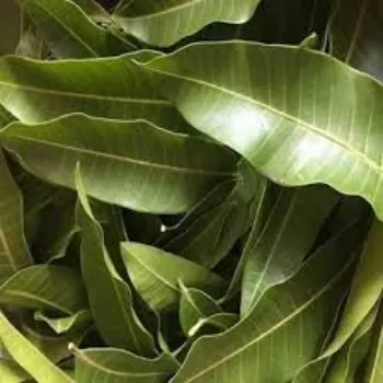 Natural Dried Mango Leaves