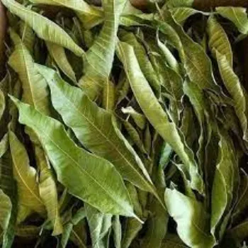 Dried Mango Leaves