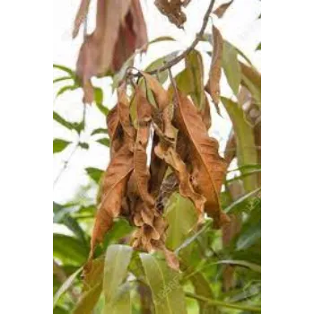 Dry Mango Leaves