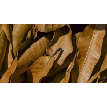  Organic Dried Mango Leaves