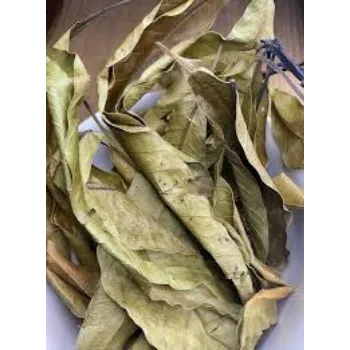 Dry Mango Leaves