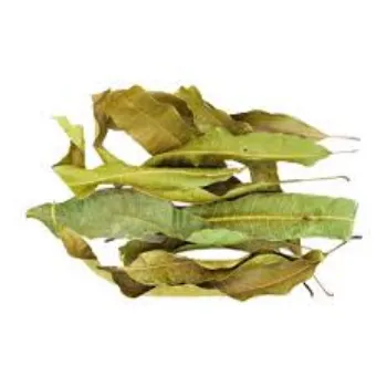 Dried Mango Leaves