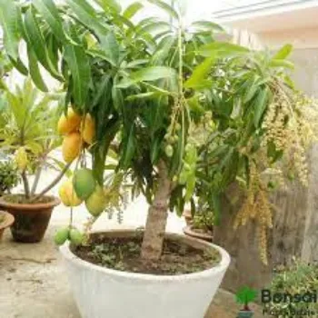 Natural Mango Plants