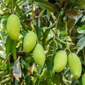 Organic Mango Plants