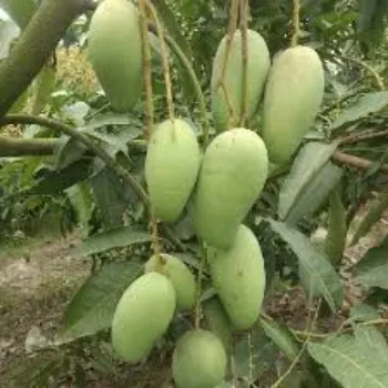 Mango Plant Manufacturer