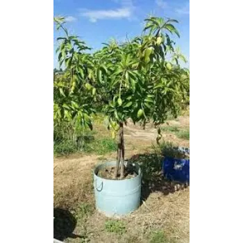 Natural Mango Plants