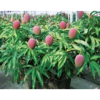 Natural Mango  Plant