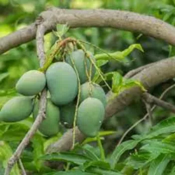 Natural Mango Plants