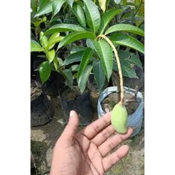 Mango Plant Manufacturer