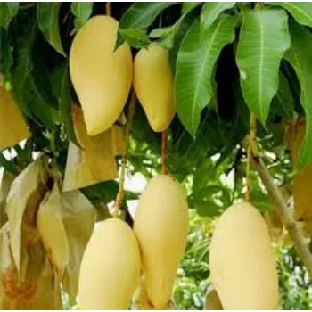 Organic Mango Plant Manufacturer