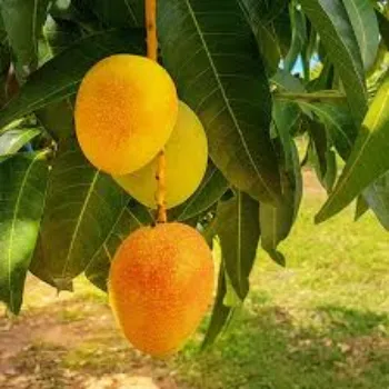 Mango Amrapali Plant Manufacturer