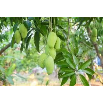 Fresh Mango Plant Manufacturer