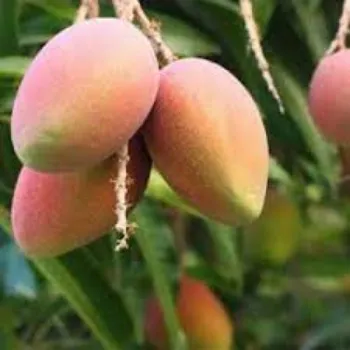 Organic Mango Plant Manufacturer