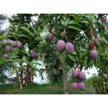 Natural Mango Plant Manufacturer