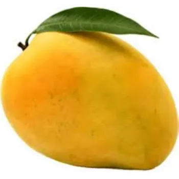 Fresh ALPHONSA Mango