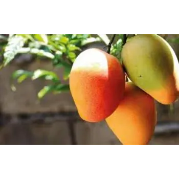 Natural Fresh Mango