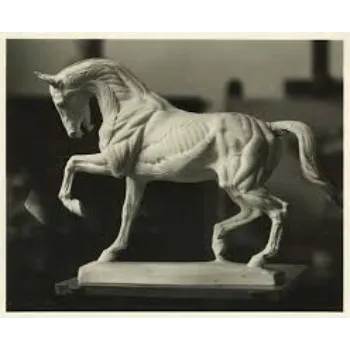 Anatomy Of A Horse Statue