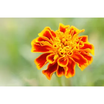 Fresh Marigold Flower Manufacturer