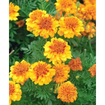 Organic Marigold Flowers Manufacturer