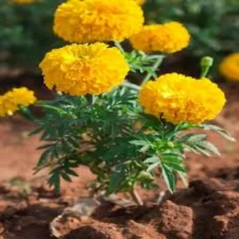 Marigold Flowers Manufacturer