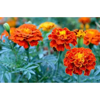 Natural Marigold Flowers