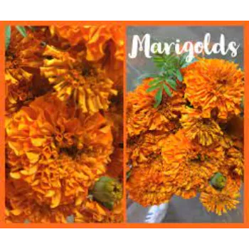 Marigold Flowers