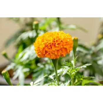 Marigold Flowers