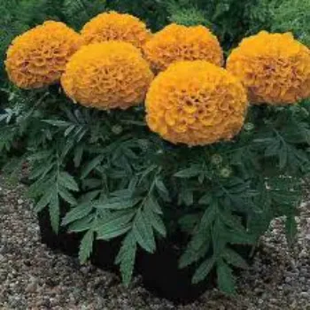  Marigold Plant