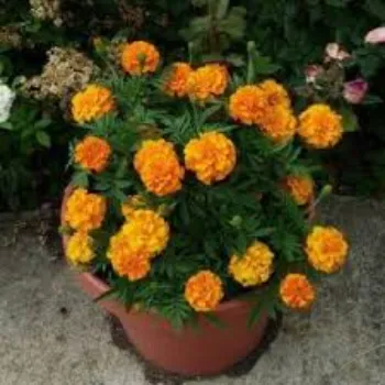 Marigold Plant