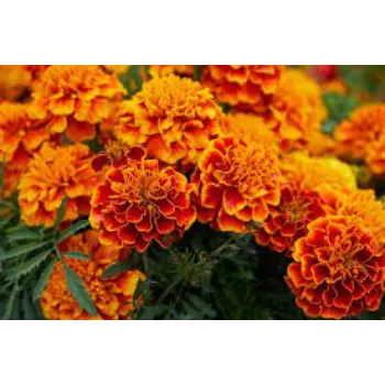 Fresh Marigold Flowers