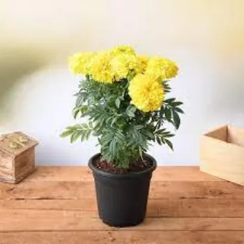 Organic Marigold Plant