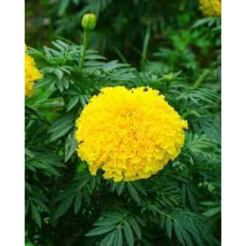 Organic Marigold Plants