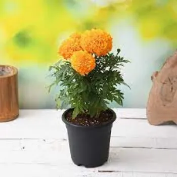 Natural Marigold Flowers