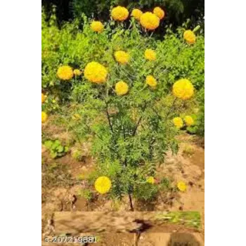 Common Marigold Plants