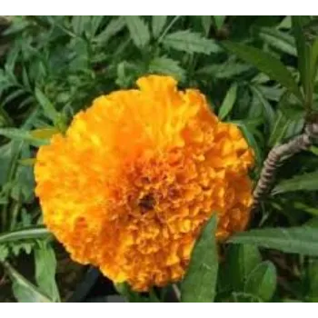 Marigold Flower Plant Manufacturer