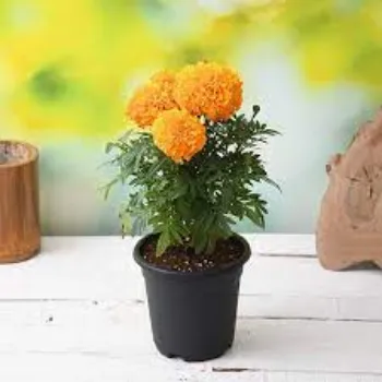 Marigold Flower Plants Manufacturer