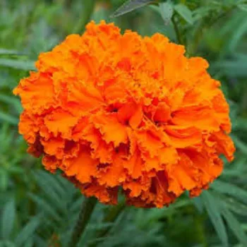 Natural Marigold Plants