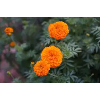 Fresh Marigold Plant