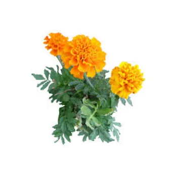 Natural Marigold Plants