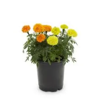 Marigold Plant Manufacturer